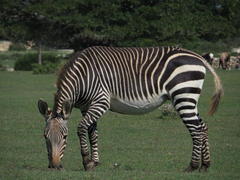 Equus zebra zebra