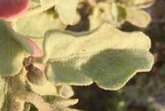 Solanum tomentosum tomentosum