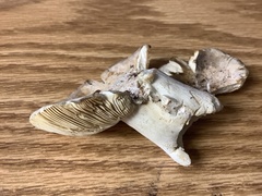 Tricholoma griseoviolaceum