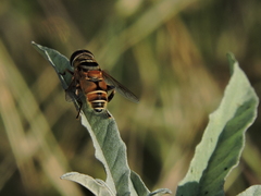 Palpada vinetorum