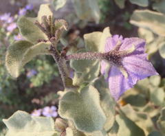 Solanum tomentosum tomentosum