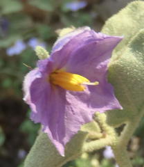 Solanum tomentosum tomentosum