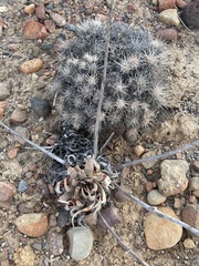 Dudleya cultrata