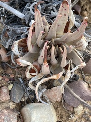 Dudleya cultrata