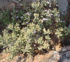 Solanum tomentosum tomentosum
