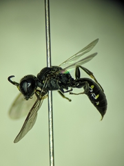 Ectemnius borealis