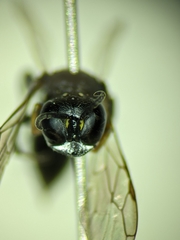 Ectemnius borealis