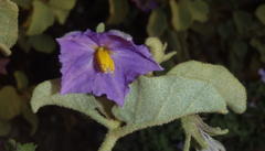 Solanum tomentosum tomentosum