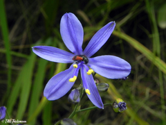 Arthrobrachus nigromaculatus