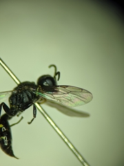 Ectemnius borealis