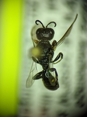 Ectemnius borealis