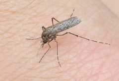 Aedes squamiger