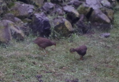 Pternistis squamatus