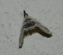 Trichophysetis