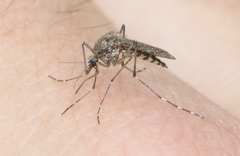 Aedes squamiger