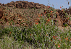 Anisacanthus linearis