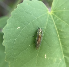 Agaeocera scintillans