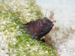 Emblemaria pandionis