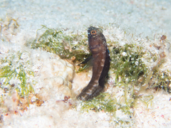 Emblemaria pandionis