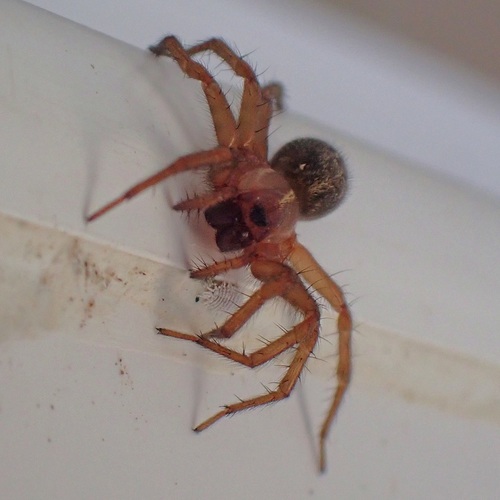 Lycosoides coarctata