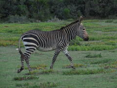 Equus zebra zebra