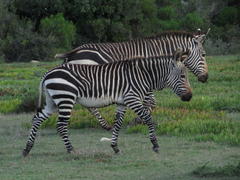 Equus zebra zebra