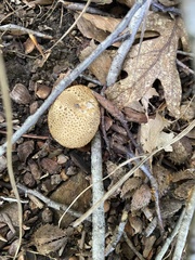 Scleroderma citrinum