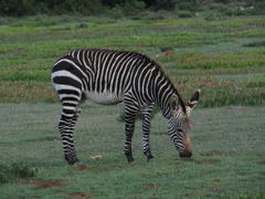 Equus zebra zebra