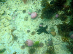 Anasterias antarctica