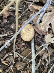 Scleroderma citrinum