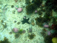 Anasterias antarctica