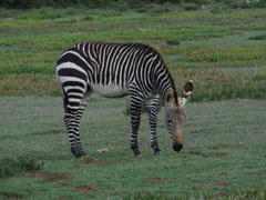 Equus zebra zebra
