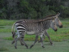 Equus zebra zebra