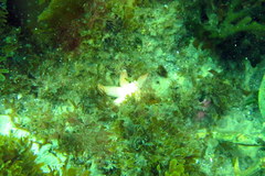 Allostichaster capensis