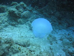 Rhizostomatidae