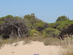 Retama monosperma