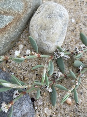 Polygonum glaucum