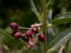 Asclepias brachystephana