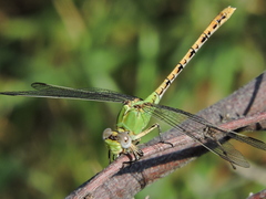Erpetogomphus crotalinus