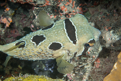 Black-Blotched Porcupinefish photo 5