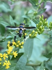 Trichopoda plumipes
