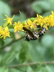 Trichopoda plumipes