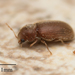 Drugstore Beetle - Photo no rights reserved, uploaded by Jesse Rorabaugh