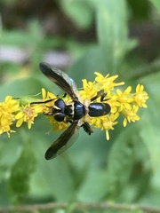 Trichopoda plumipes