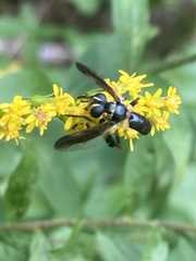 Trichopoda plumipes
