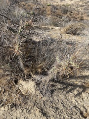 Cylindropuntia molesta molesta