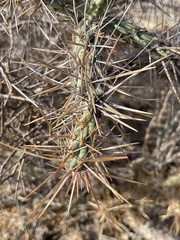 Cylindropuntia molesta molesta