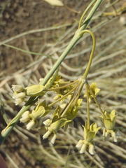 Gomphocarpus filiformis