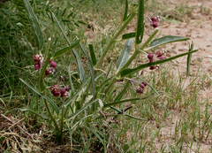 Asclepias brachystephana