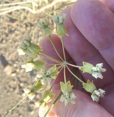 Gomphocarpus filiformis